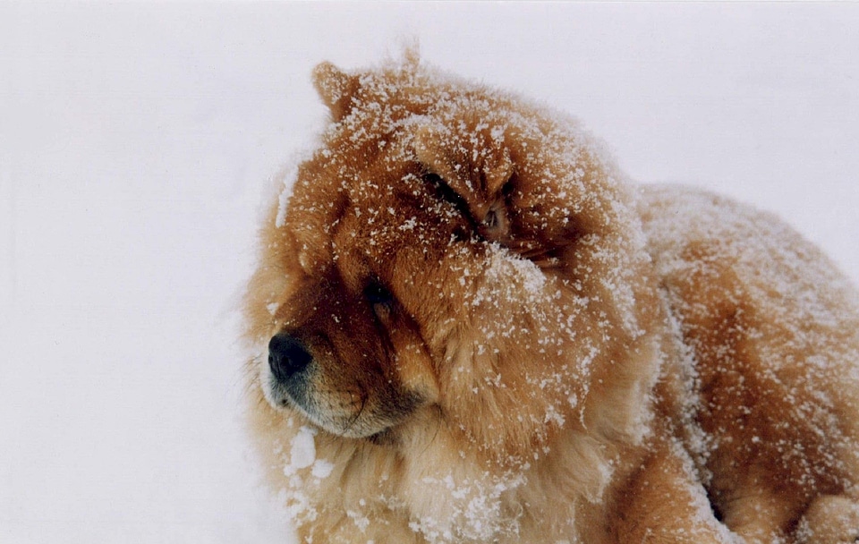 Canine domestic pet