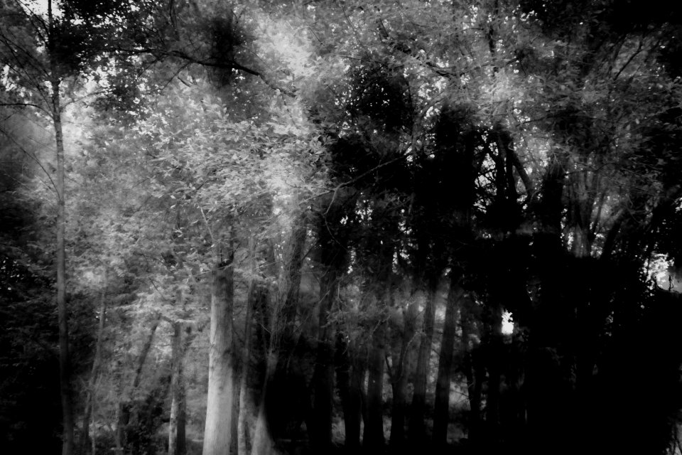 in the woods