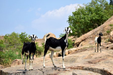 Kalugumalai Vettuvan Koil