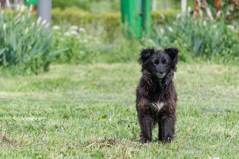Park animals black fur