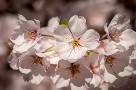 20190401-FS-CherryBlossoms-LSC-006