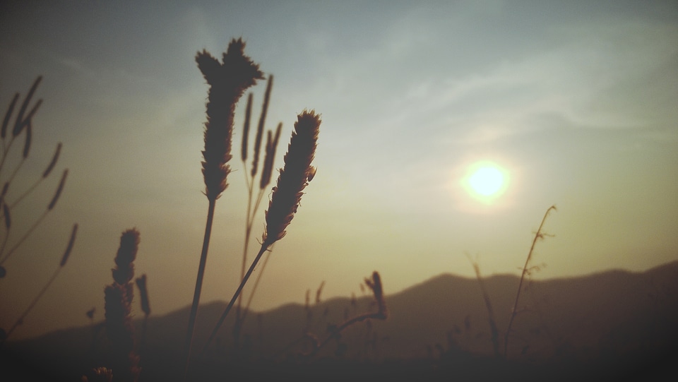 Flowering grass sky mae hong son