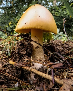 Close up forest mushroom eat photo