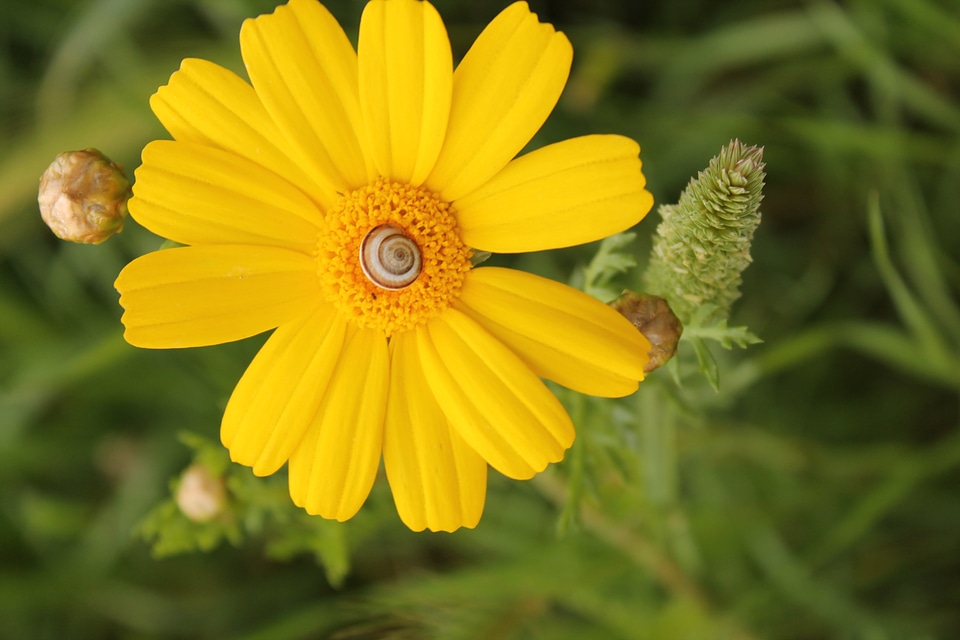 Salento yellow flora