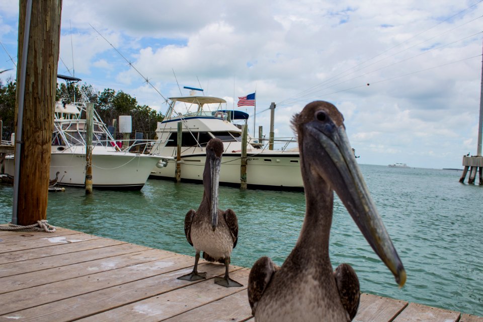 Pelican