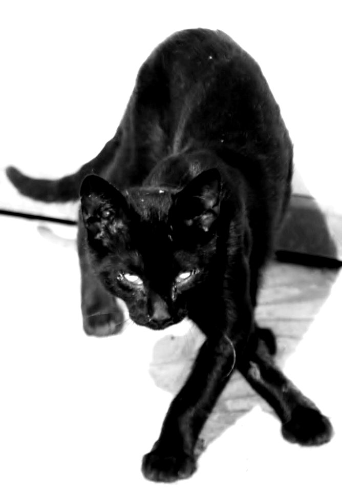 Cross legged cat