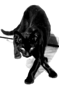 Cross legged cat