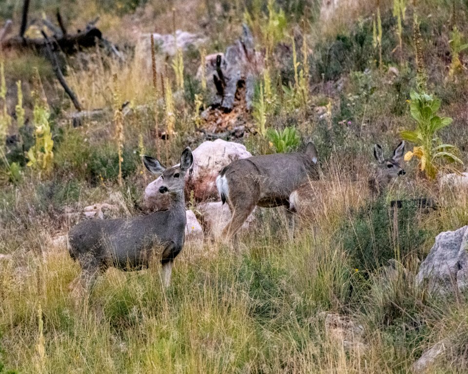 20190926-fs-lsc-1165 49751313308 o
