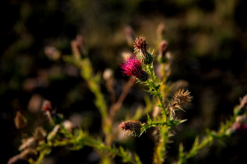 20190927-fs-lsc-0189 49751443938 o