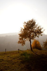 samotne drzewo w górach