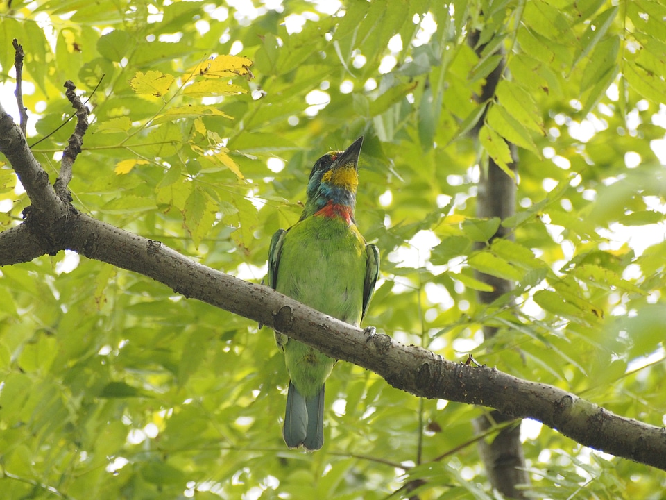 Monk quasi woodpecker alert