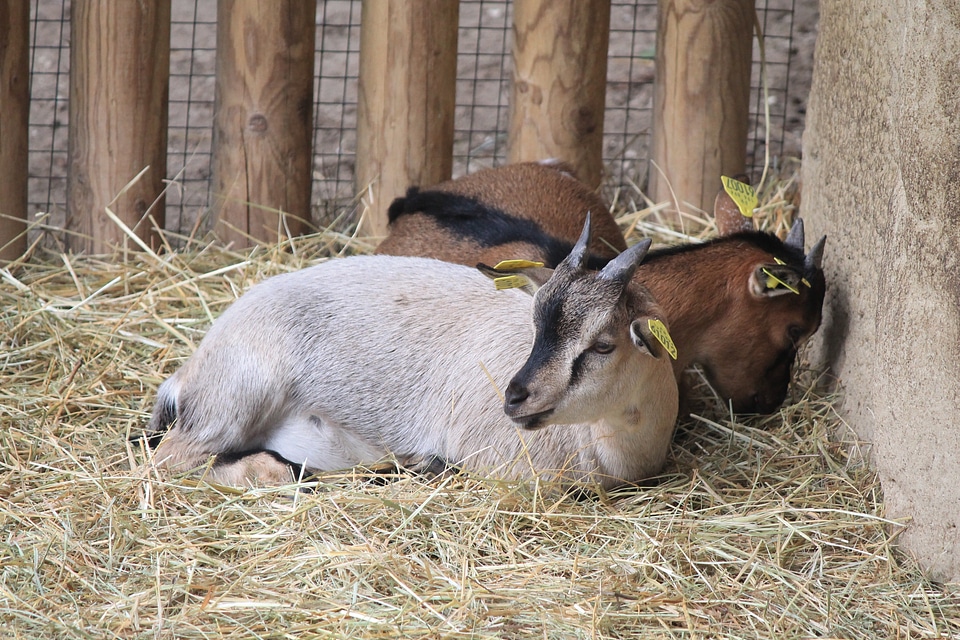 Brown animals goat baby photo