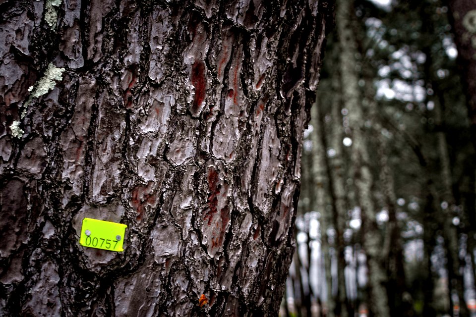 Pine #757