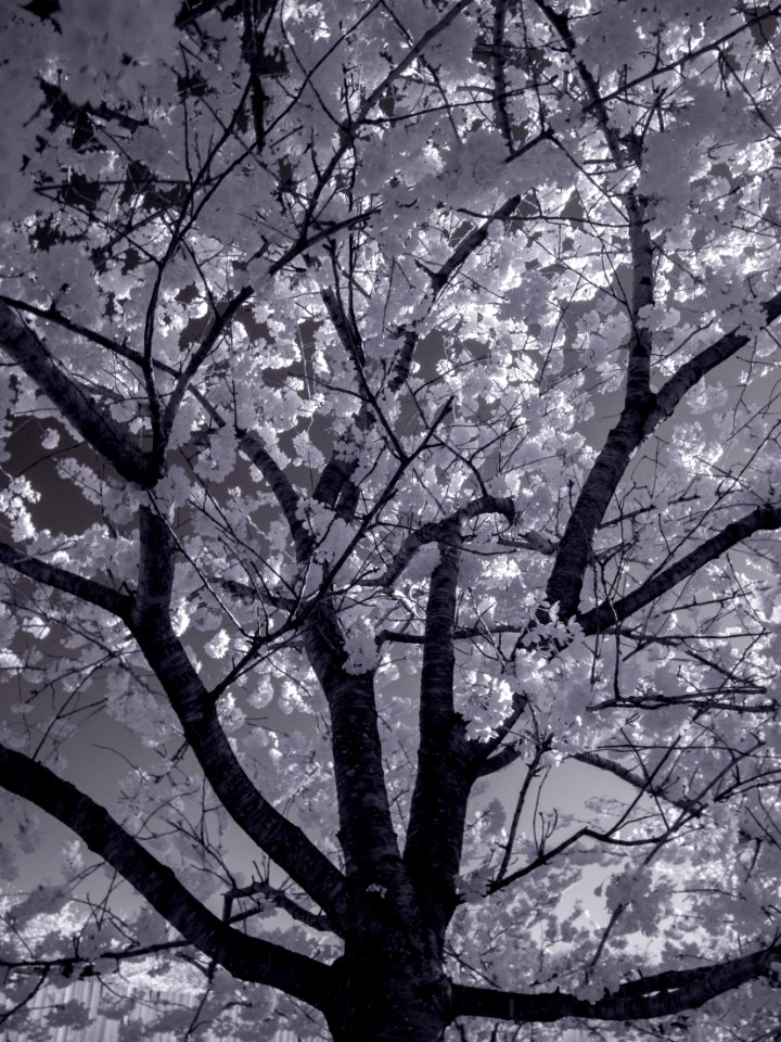 20190401-FS-CherryBlossoms-LSC-039