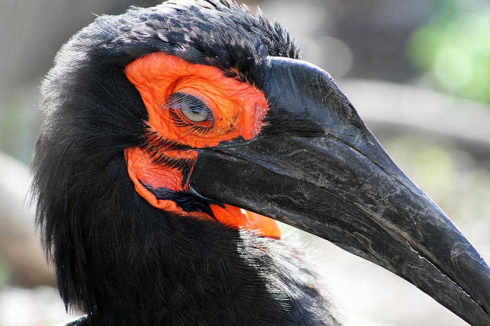 Black beak black pen winged