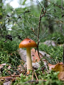 Close up forest mushroom eat