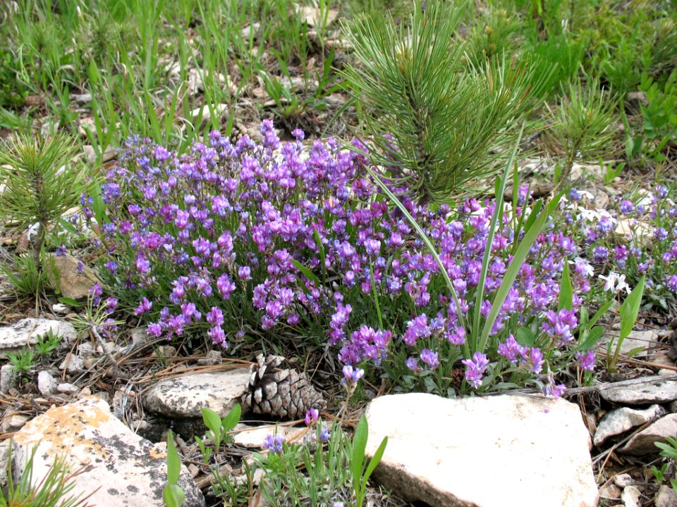 Tufted milkvetch