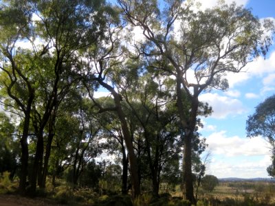 Eucalyptus Fibrosa