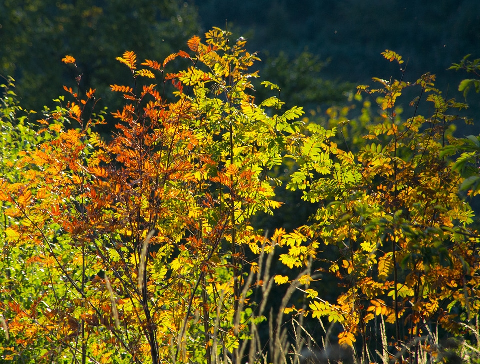 Colorful color nature