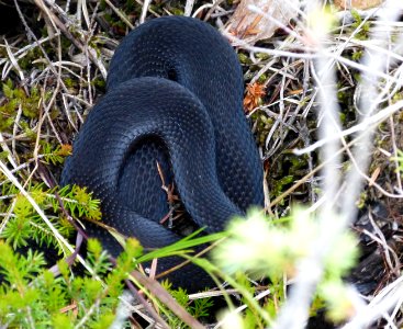 (Vipera berus), Southern Bayern, Germany