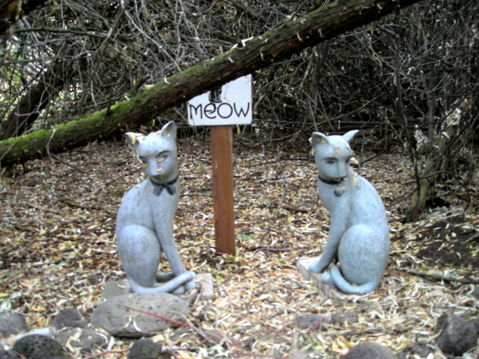 Cats - Walters Ferry