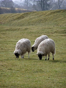 Loneliness sheep lonely