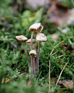 Close up forest mushroom eat photo