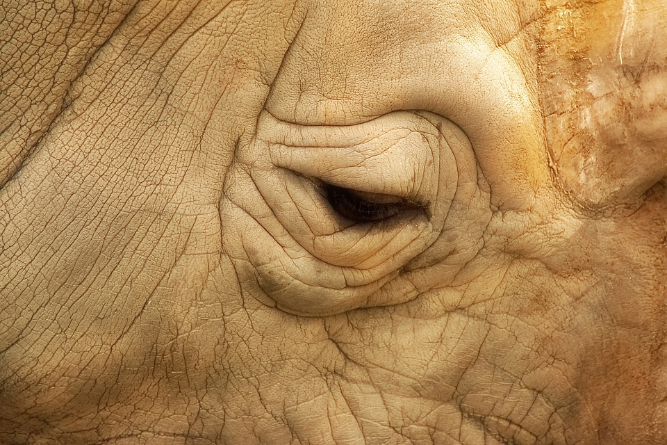 Portrait africa mammal