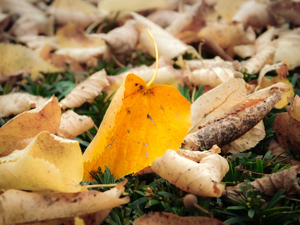 Fall foliage yellow withered
