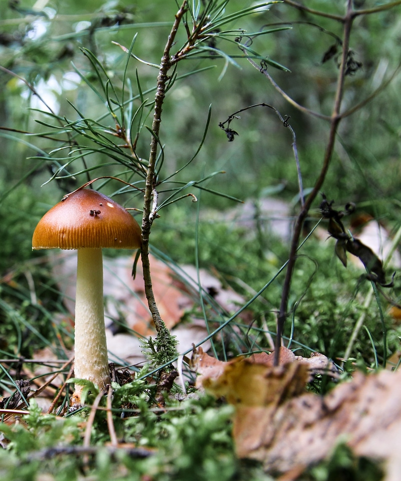 Close up forest mushroom eat