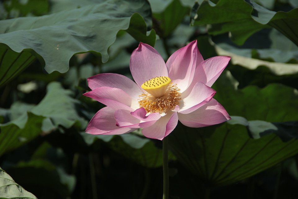 Lotus leaf spring flower