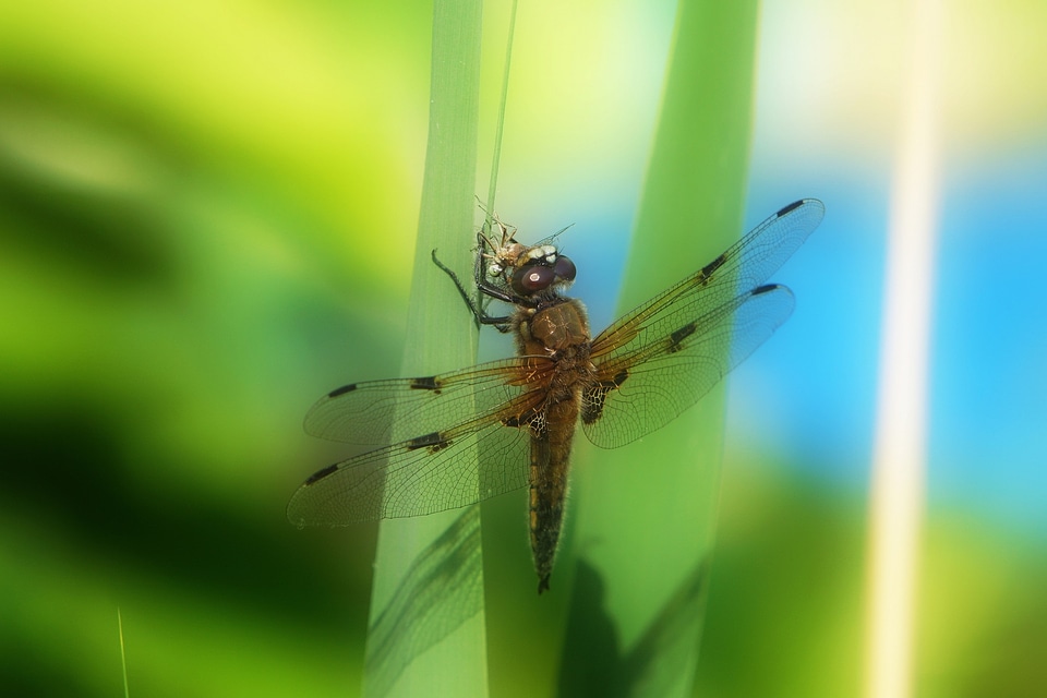 Nature insect close up