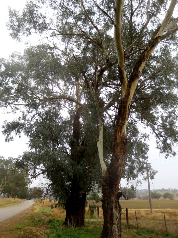 Eucalyptus Melliodora