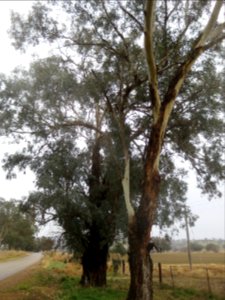 Eucalyptus Melliodora