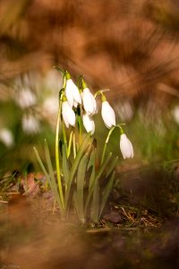 Bouquet de perce-neige