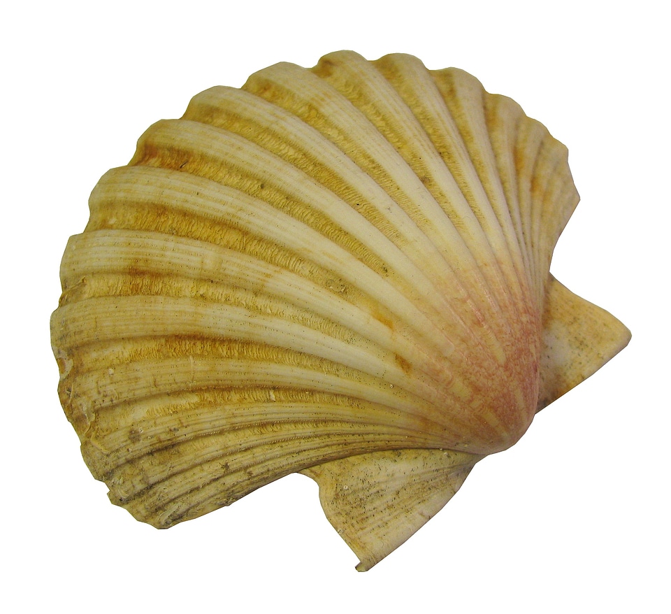 Scallop nature molluscum
