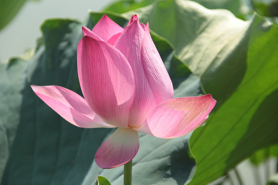 Lotus lotus leaf spring