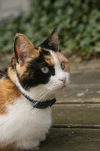 Cats animal animals