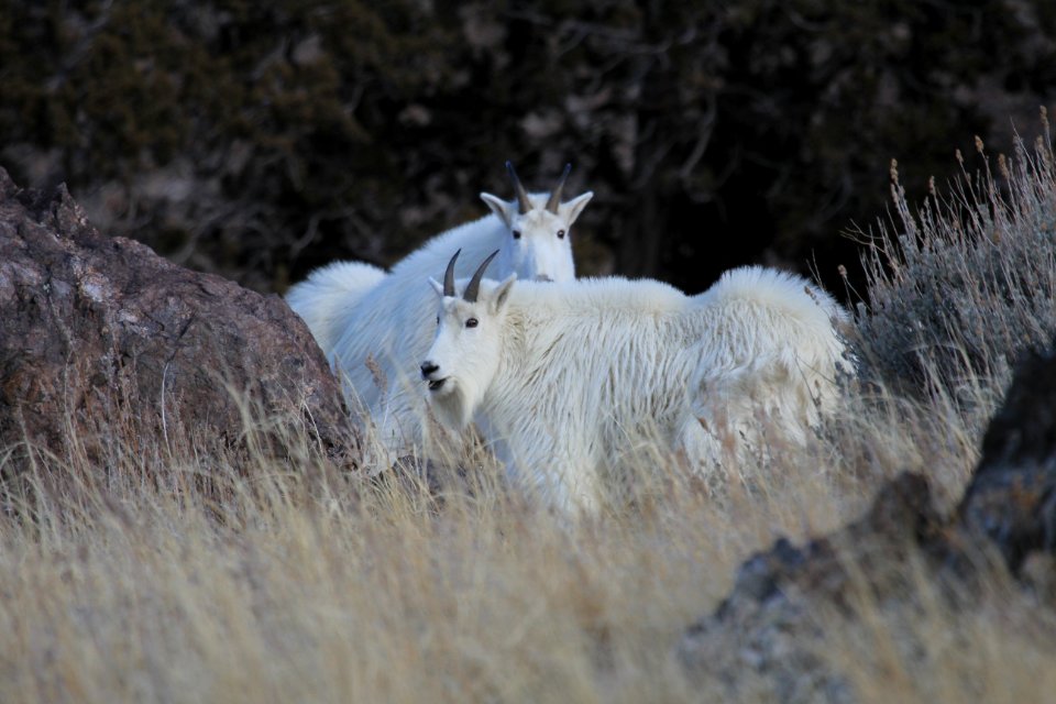 20120203-FS-Uinta-AM-001