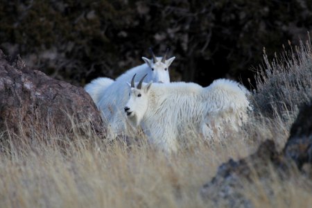 20120203-FS-Uinta-AM-001 photo