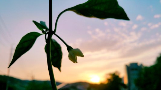 August 22, 2019 sunset 18:47PM  pepper flower - 고추 コチュ Gochu  (Korean red pepper)