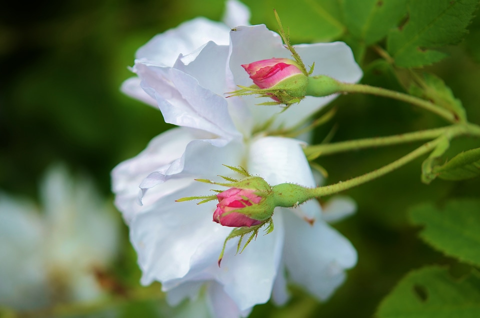 Floral nature blossom photo