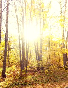 180919-fs-chippewa-tcsun-fall-stony-point-rd 43878235485 o
