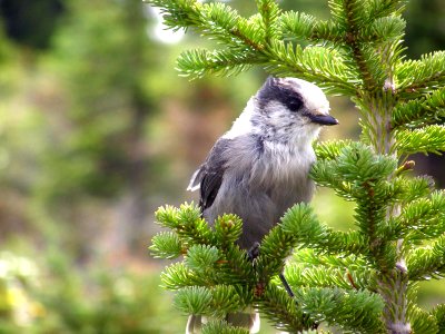 Bird in Opal Hills