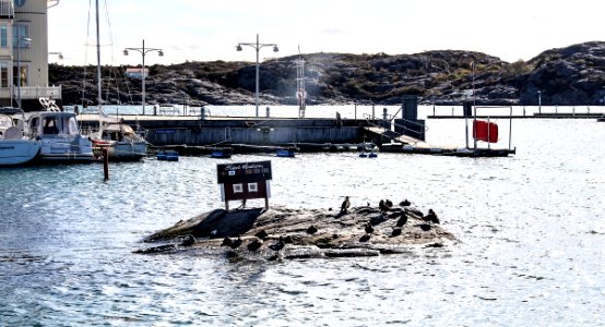 Bird Island