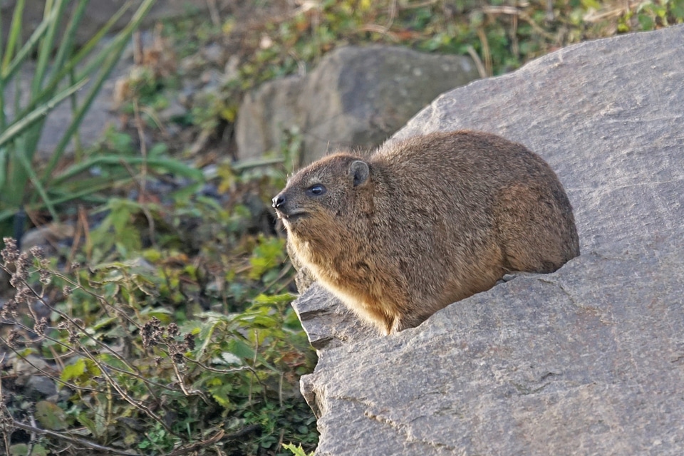 Hyrax clip badger procavia capensis