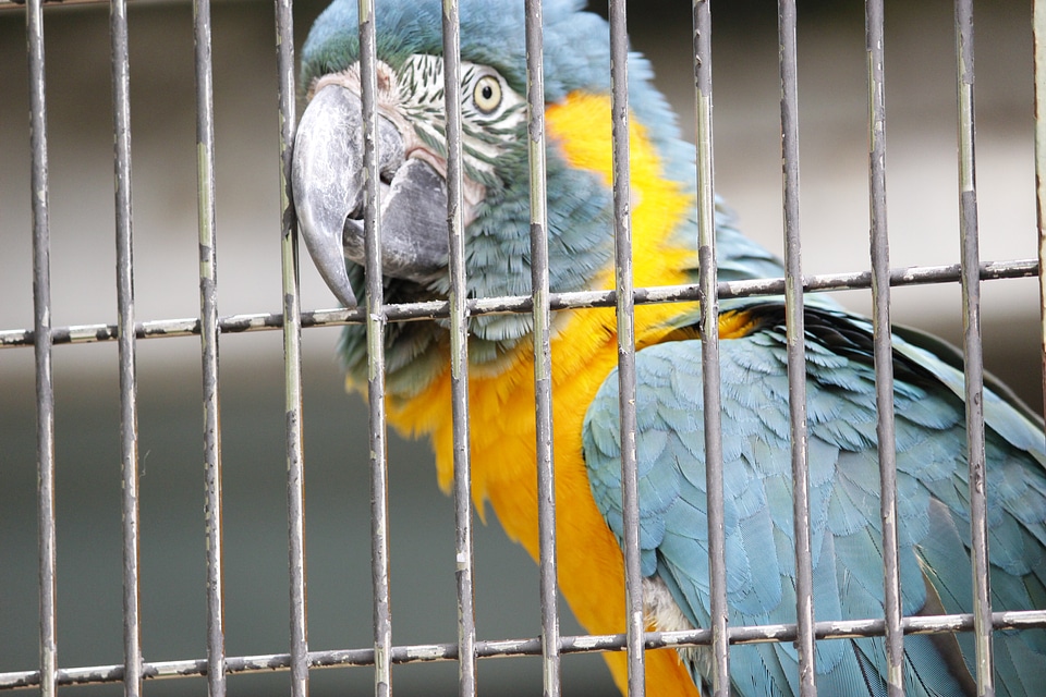 Zoo parakeet japanese