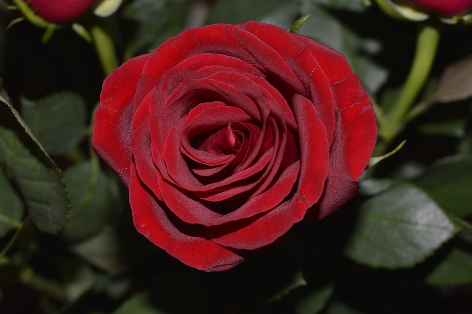 Love romantic fresh