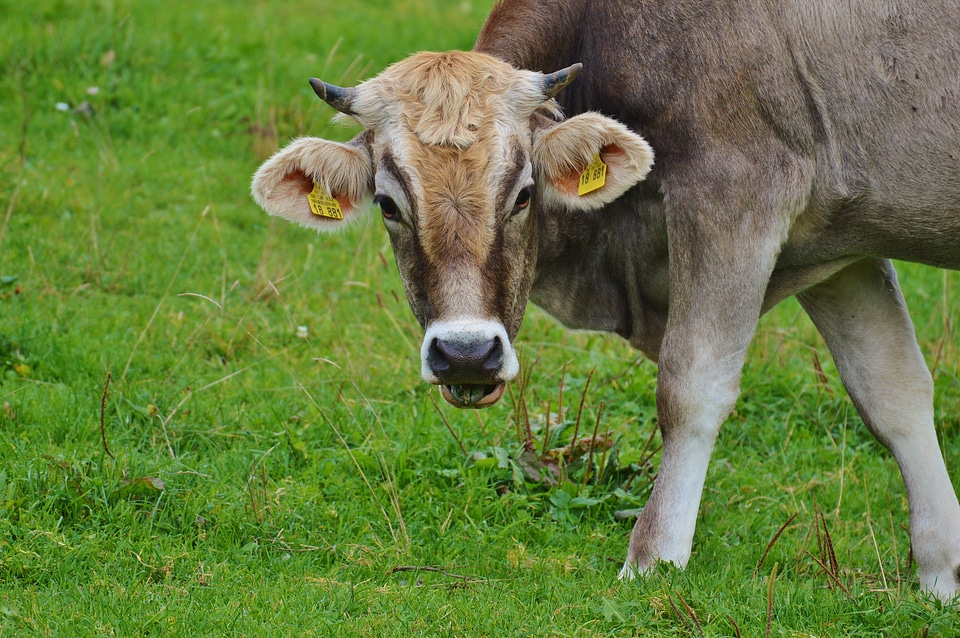 Cute ruminant dairy cattle