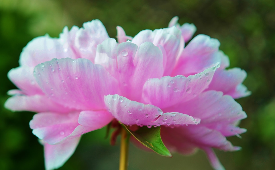 Drop nature wet
